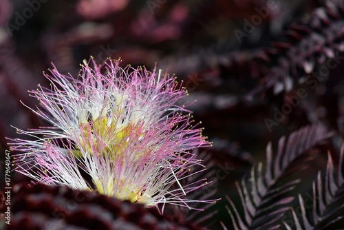 fleur Albizia Summer Chocolate