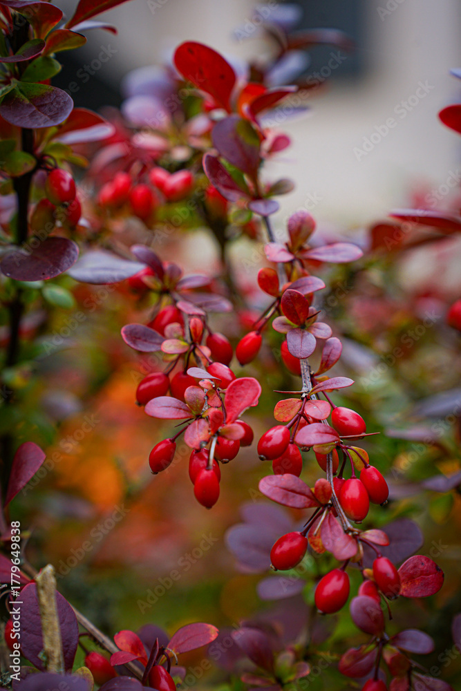 Obraz premium Barberry branches with vivid red berries and purple leaves in an autumn garden.