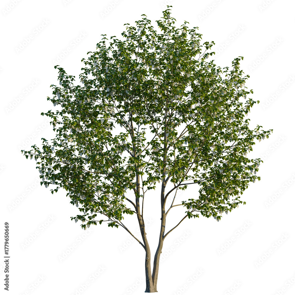 Obraz premium Davidia involucrata tree, front view, cutout, transparent background, isolate, Elegant tree with white flowers adds vibrant life to landscape designs