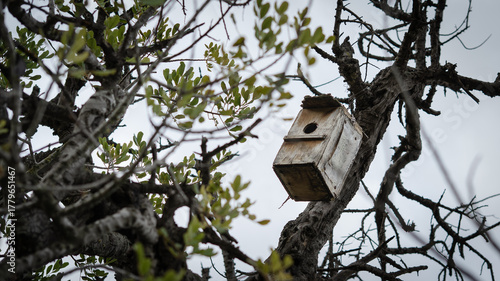 Wooden nest box in the tree
