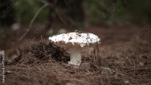 White mushroom in the forest
