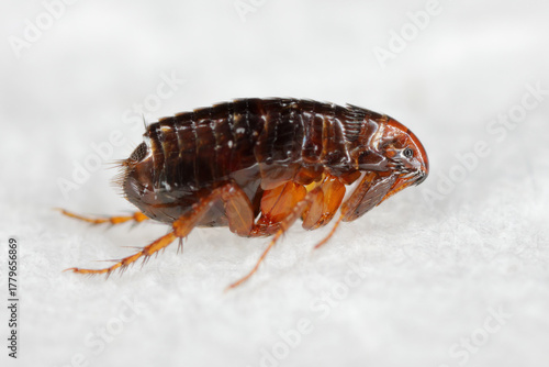 Cat flea, Ctenocephalides felis. Common parasitic insect whose principal host is the domestic cat but it can also bite other animals and humans.