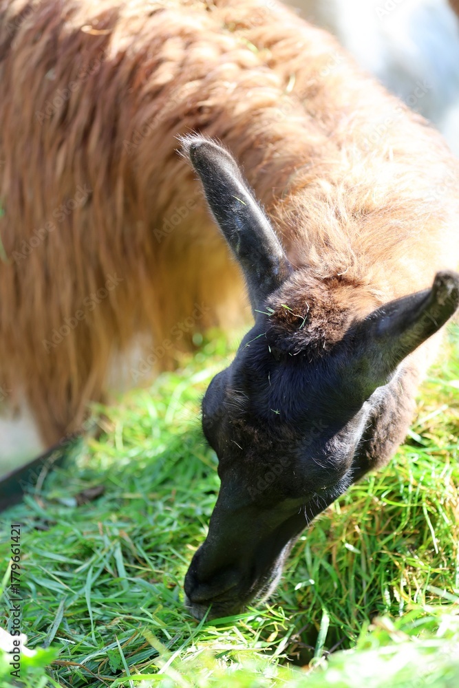 Obraz premium Llama grazing on fresh green grass from an overhead perspective