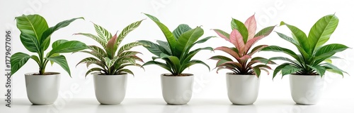Five Aglaonema plants in white pots against a white backdrop. Green and pink leaves of different shapes give a fresh look. Indoor home plants displayed for sale or decor.