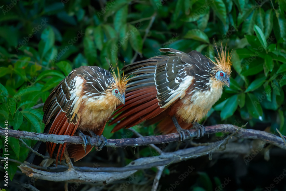 Naklejka premium Two hoatzin (Opisthocomus hoazin) Hoatzins sits on a tree branch. Large, dumpy bird found around lake edges and slow-moving streams. Head looks too small for its large brown body.