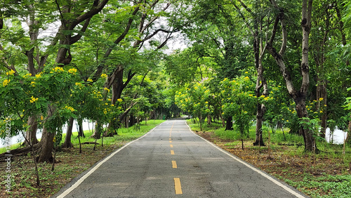 ​A straight, paved road is shown leading into the distance, framed by a dense canopy of vibrant green trees On both sides of the road, the trees create a natural tunnel effect