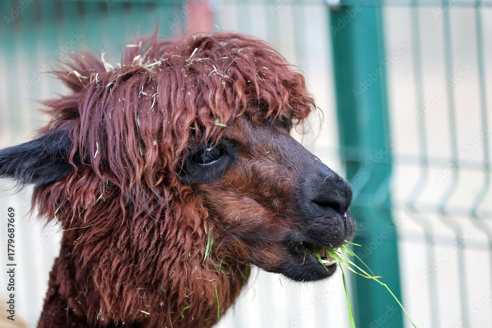 Obraz premium funny shaggy Brown Alpaca Enjoying a Green Grassy Snack