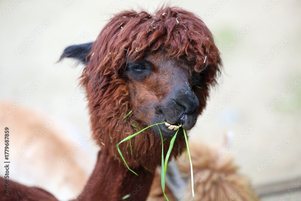 Obraz premium funny shaggy Brown Alpaca Enjoying a Green Grassy Snack