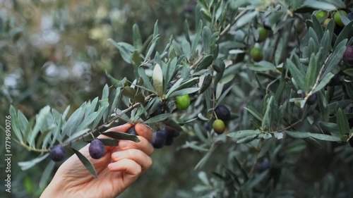 Harvesting Olives by Hand. Olive Grove and Farming Concept