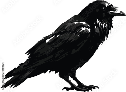 Detailed black raven bird illustration, realistic crow silhouette artwork, dark wildlife vector design for gothic themes, nature prints, fantasy and mystery style graphics