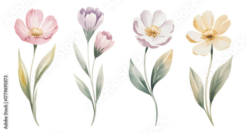 Watercolor wildflowers with green foliage. Botanical watercolor art of wild flowers.