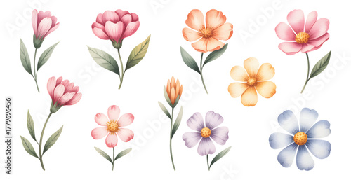 Watercolor cosmos and daisy flowers in soft pastel tones. Cosmos flower bouquet with delicate petals.