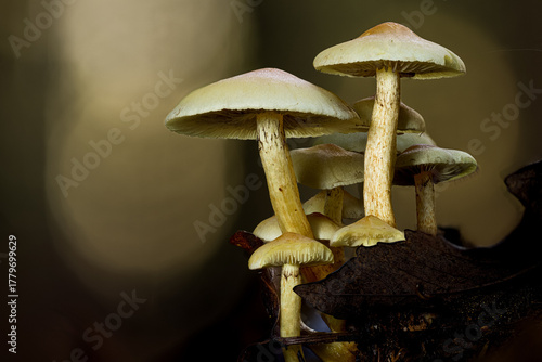 Eine Gruppe Hutpilze auf einem morschen Stamm