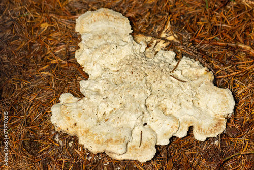 Getropfter Saftporling (Postia guttulata) auf einem morschen Fichtenstamm