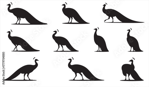 Collection of Stylized Peacock Outlines – Nature Symbol of Beauty and Grace