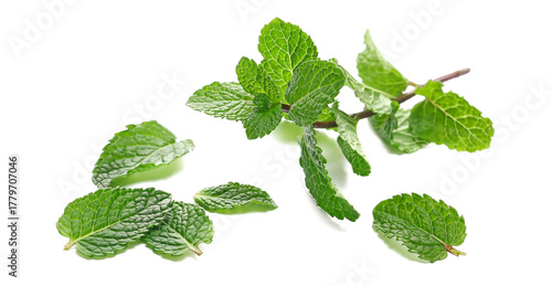Fresh mint leaves isolated on white background