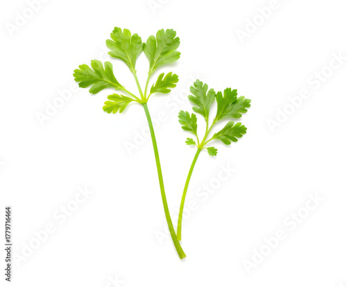 Two sprigs of fresh green parsley on a white background