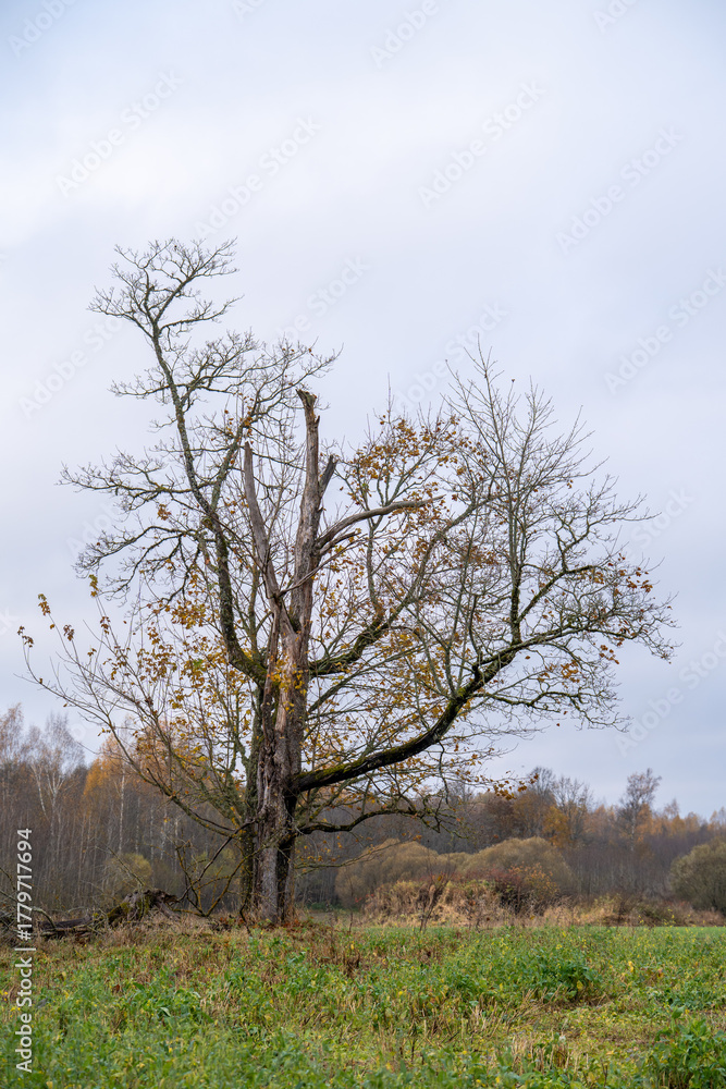 Obraz premium A Majestic, Gnarled Old Tree in a Field in Late Autumn