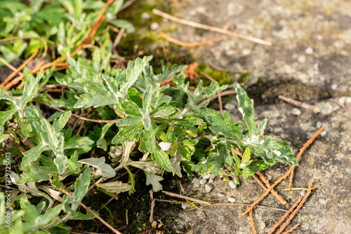 Wallpaper Mural Common woolly sunflower or Eriophyllum Lanatum plant in Saint Gallen in Switzerland 19.10.2025 Torontodigital.ca