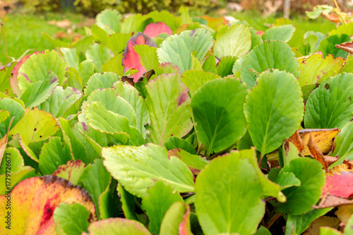 Photos Leather bergenia or Bergenia Cordifolia plant in Saint Gallen in Switzerland 19
