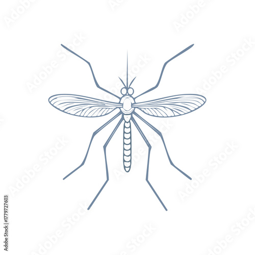 Detailed vector line art illustration of a mosquito insect showing wings and legs