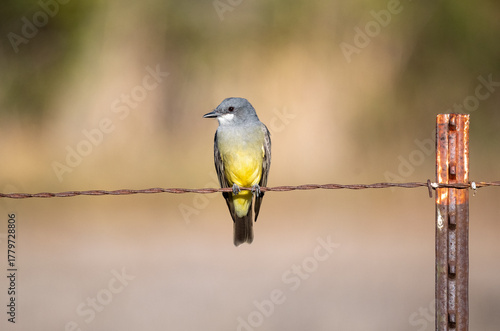 A kingbird on a fence looking stunning in yellow at sunrise
