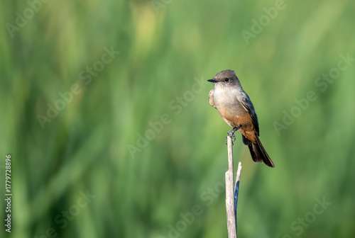 Say's phoebe perched on a sharp stick with green muffled background