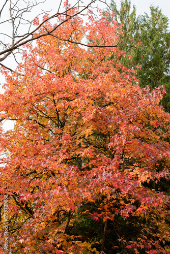 Wallpaper Mural American sweetgum or Liquidambar Styraciflua plant in Saint Gallen in Switzerland 19.10.2025 Torontodigital.ca