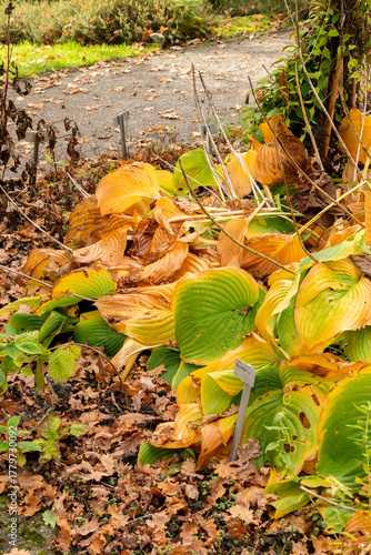 Siebolds plantain lily or Hosta Montana plant in Saint Gallen in Switzerland 19.10.2025