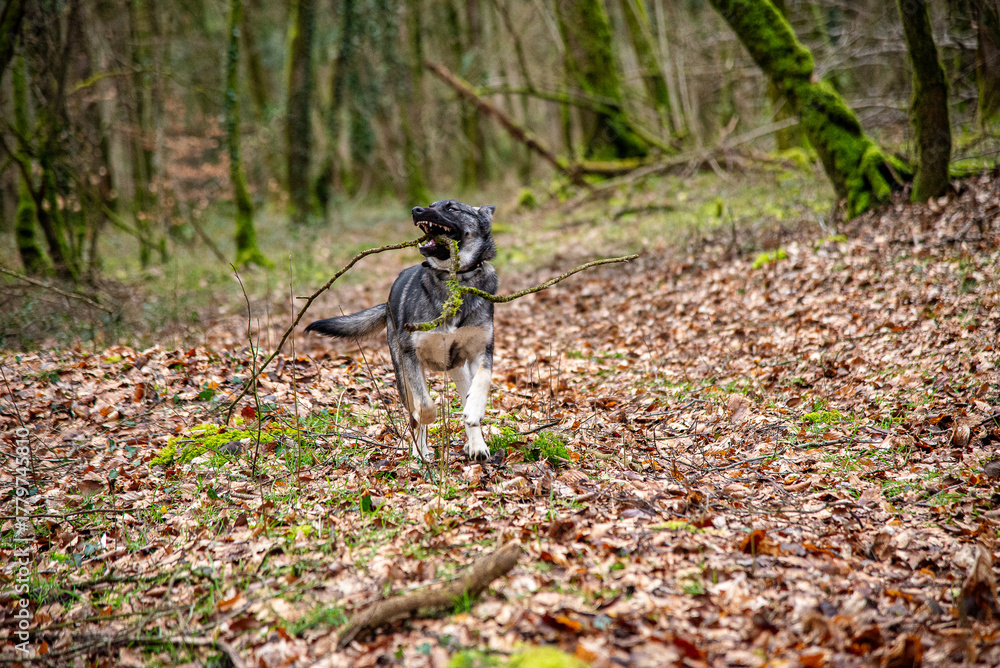 Naklejka premium dog running in the woods