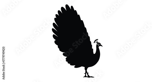 Silhouette of a majestic peacock displaying its vibrant plumage fully open