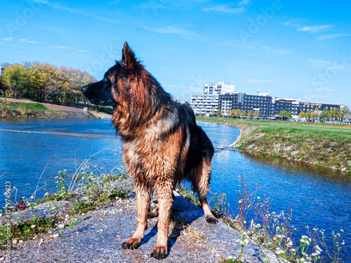 Wet German Shepherd standing by the river, looking sideways, city in the background
