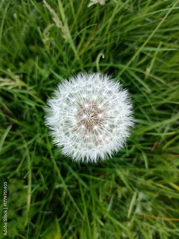 Obraz premium Dandelion