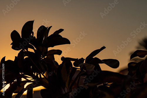 silhouette of the leaves of a tropical plant