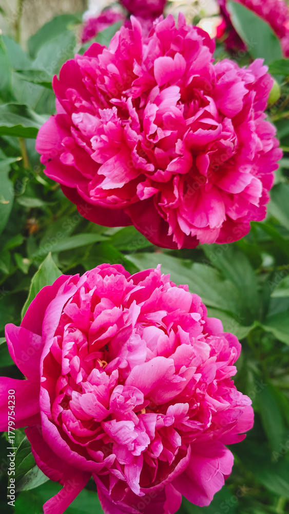 Fototapeta premium Peony Light Symphony