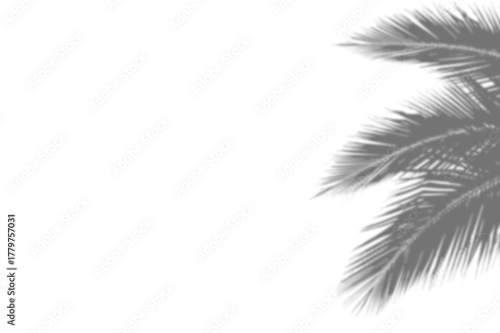 Fototapeta premium Palm tree leaf shadow overlay mockup design tropical summer plant sunlight effect transparent background natural light aesthetic abstract texture