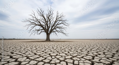 Dry Barren Tree in Desert isolated on white background PNG
