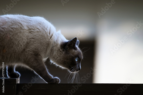 A cat sneaks up on its prey while hunting.