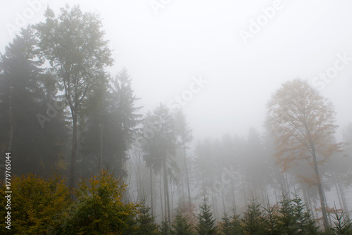 Fototapeta Naklejka Na Ścianę i Meble -  Las spowity mgłą 2025