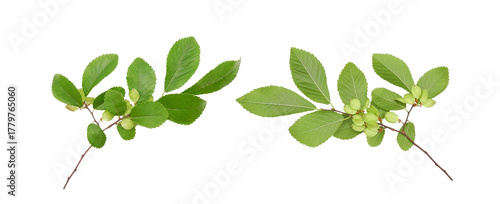 Chinese elm or lacebark elm (Ulmus parvifolia) branches with fruits isolated on white background. Graceful tough tree for parks and street landscaping.