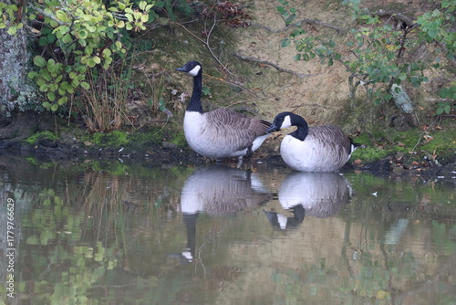 canada goose branta canadensis reflecting on life
