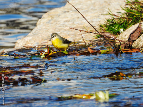 Bird standing on the riverbank with leaves and water reflections.