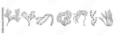 A set of sketches of various seaweed. Vector graphics.
