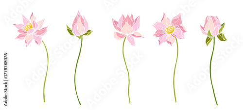 Collection of botanical elements, lotus flowers and buds. Vector graphics.