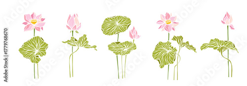 Collection of botanical elements, lotus flowers and buds. Vector graphics.