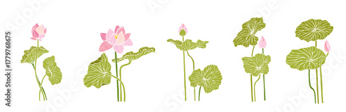 Collection of botanical elements, lotus flowers and buds. Vector graphics.