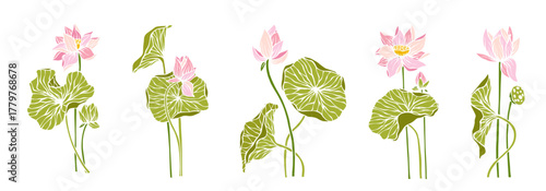 Collection of botanical elements, lotus flowers and buds. Vector graphics.