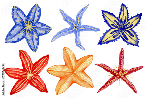 Collection of aquatic animals, colorful starfish. Vector graphics.