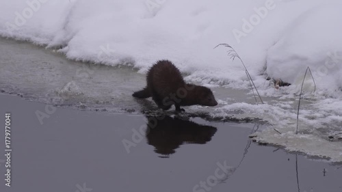 American mink in winter