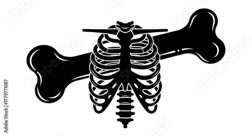 Human skeletal system and bone structure illustration for medical science.